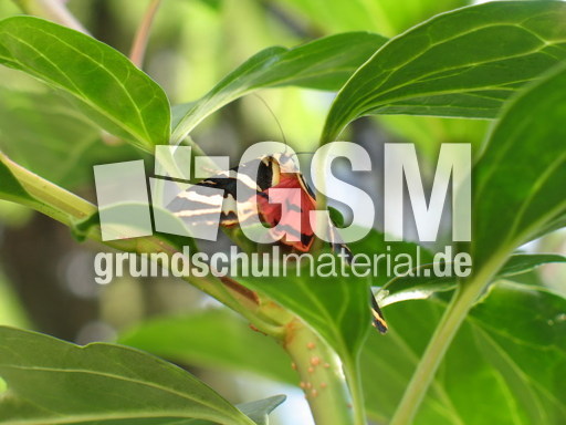 Schmetterling Russischer Bär 001.jpg